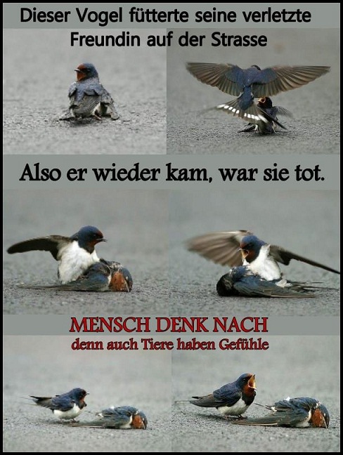 vogel.jpeg