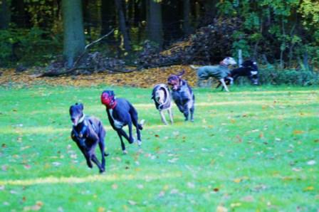 Auslauf Ronnenberg.JPG