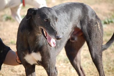 Amigo