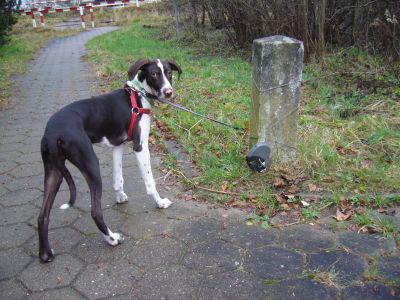 FB-Hund.jpg