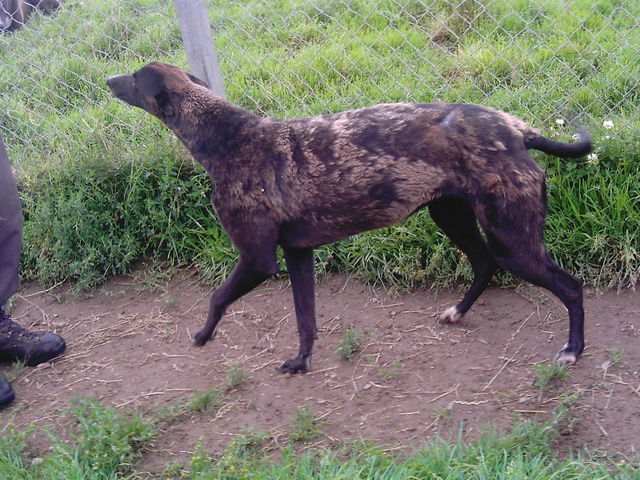 Greyhound_Cathals_Vieri-big.jpg