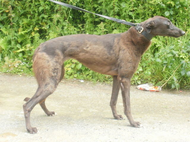 Greyhound_Oscars_Debbie-big.jpg