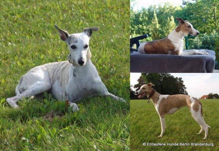 whippets.jpg
