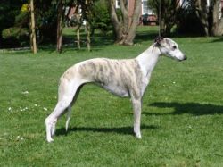 Robin_Whippet_in_Berlin_entlaufen.jpg