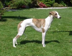 Kopete_Whippet_in_Berlin_entlaufen.jpg