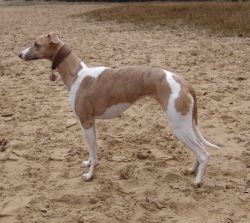 Sony_Whippet_in_Berlin_entlaufen.jpg