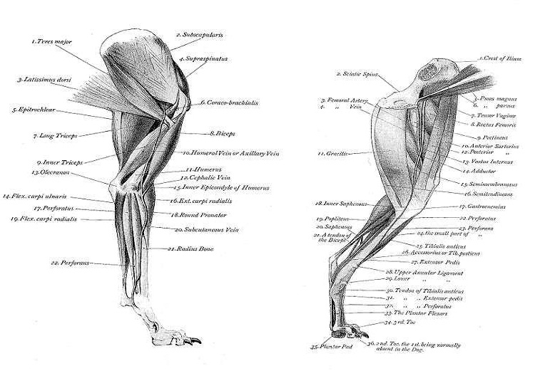 6 innerside_fr_rleg a.jpg