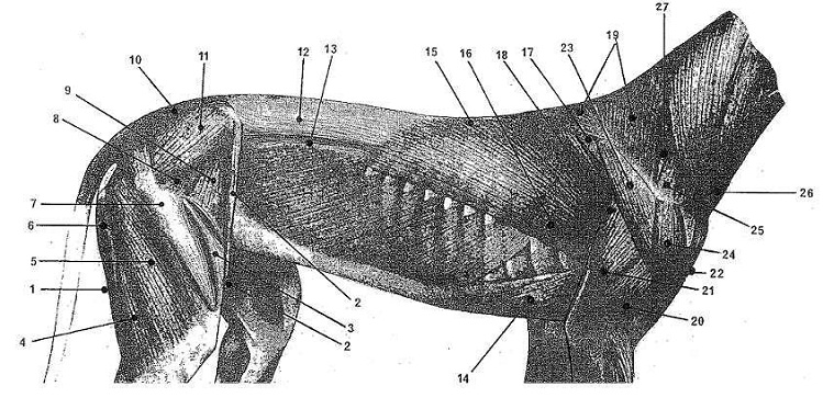 6 simple_m_chart a.jpg