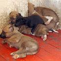 Morocco%20Track%20Puppies.jpg