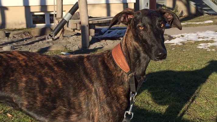 galgo.jpg
